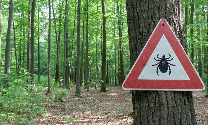Czy latające kleszcze są w ogóle groźne