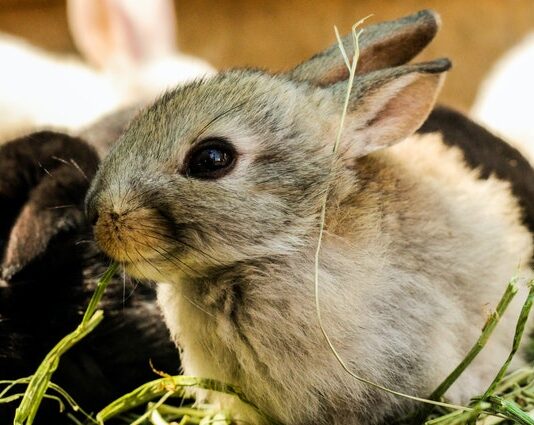 Jak wybrać klatkę dla królika